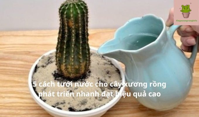 5 cách tưới nước cho cây xương rồng phát triển nhanh đạt hiệu quả cao