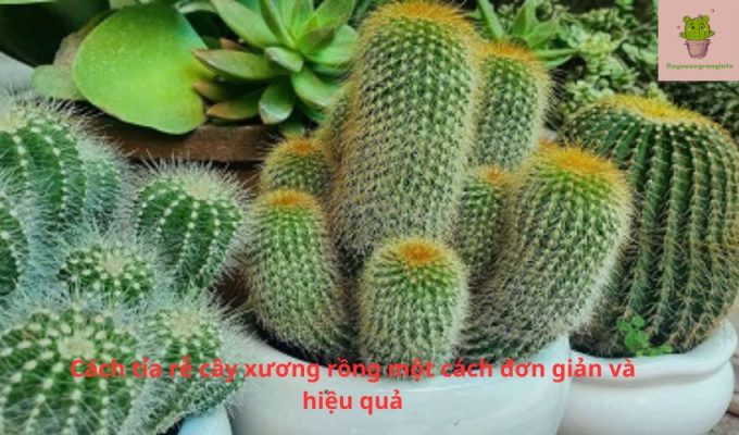 Cách tỉa rễ cây xương rồng một cách đơn giản và hiệu quả