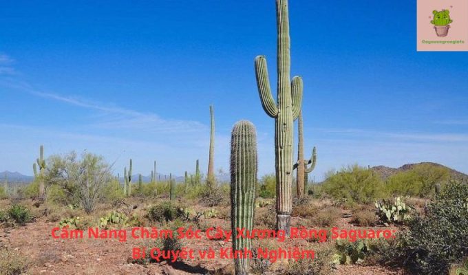 Cẩm Nang Chăm Sóc Cây Xương Rồng Saguaro: Bí Quyết và Kinh Nghiệm