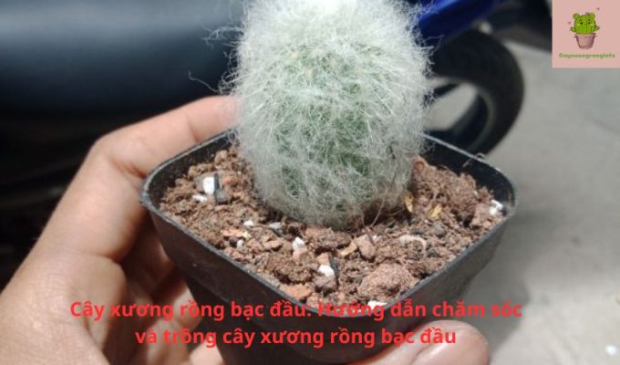 Cây xương rồng bạc đầu: Hướng dẫn chăm sóc và trồng cây xương rồng bạc đầu