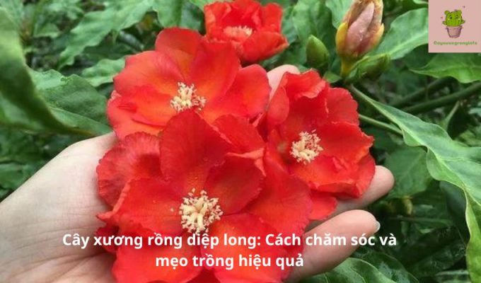 Cây xương rồng diệp long: Cách chăm sóc và mẹo trồng hiệu quả