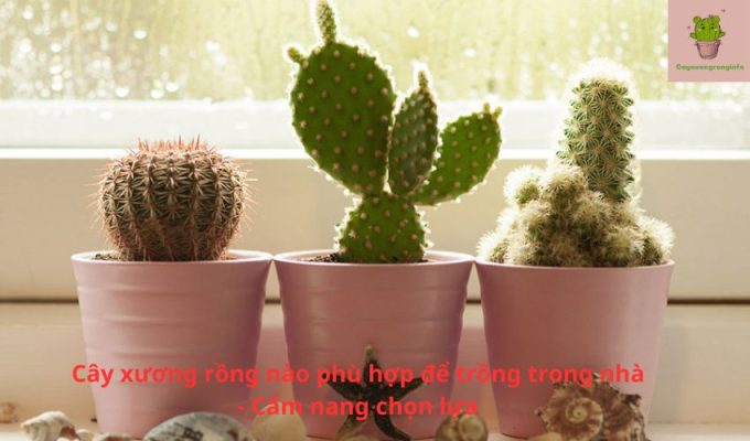 Cây xương rồng nào phù hợp để trồng trong nhà – Cẩm nang chọn lựa