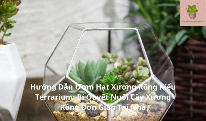 Hướng Dẫn Ươm Hạt Xương Rồng Kiểu Terrarium: Bí Quyết Nuôi Cây Xương Rồng Đơn Giản Tại Nhà