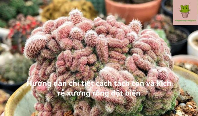 Hướng dẫn chi tiết cách tách con và kích rễ xương rồng đột biến