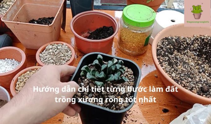 Hướng dẫn chi tiết từng bước làm đất trồng xương rồng tốt nhất