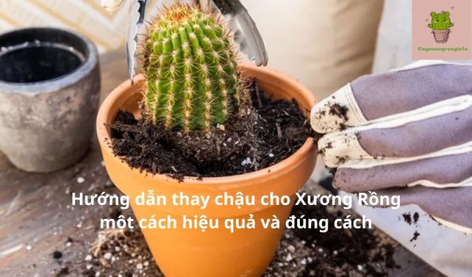 Hướng dẫn thay chậu cho Xương Rồng một cách hiệu quả và đúng cách