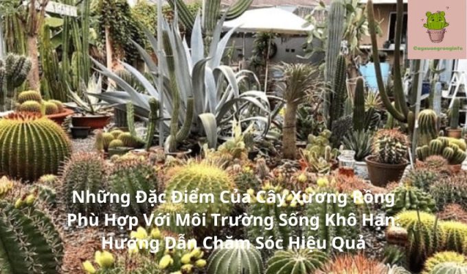 Những Đặc Điểm Của Cây Xương Rồng Phù Hợp Với Môi Trường Sống Khô Hạn: Hướng Dẫn Chăm Sóc Hiệu Quả