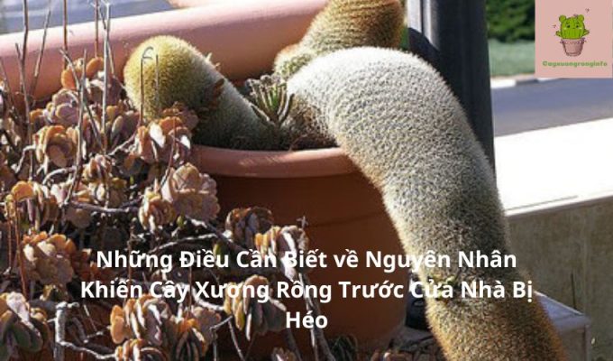 Những Điều Cần Biết về Nguyên Nhân Khiến Cây Xương Rồng Trước Cửa Nhà Bị Héo