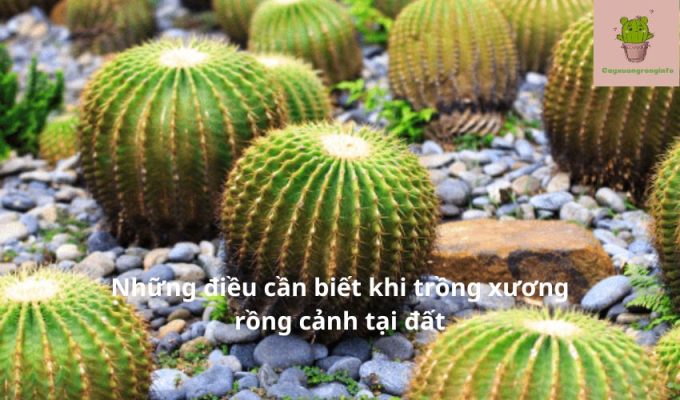 Những điều cần biết khi trồng xương rồng cảnh tại đất