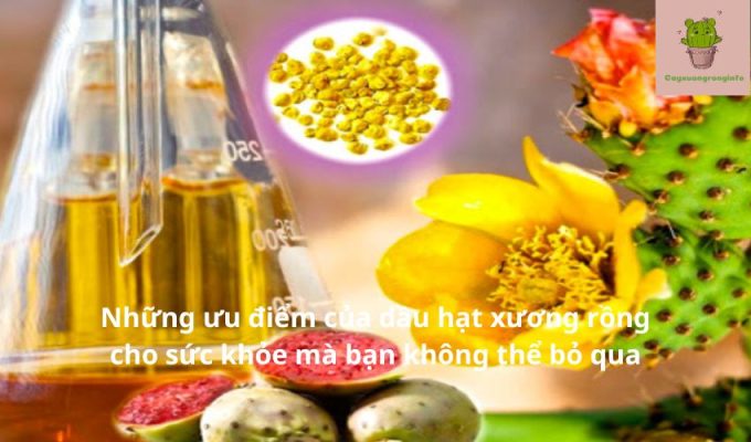 Những ưu điểm của dầu hạt xương rồng cho sức khỏe mà bạn không thể bỏ qua