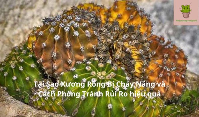 Tại Sao Xương Rồng Bị Cháy Nắng và Cách Phòng Tránh Rủi Ro hiệu quả