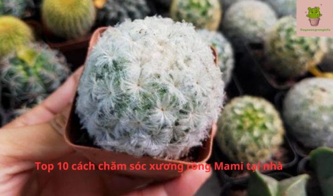 Top 10 cách chăm sóc xương rồng Mami tại nhà