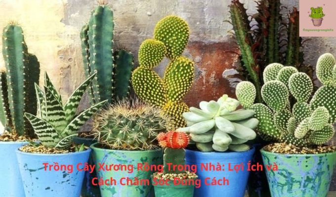 Trồng Cây Xương Rồng Trong Nhà: Lợi Ích và Cách Chăm Sóc Đúng Cách