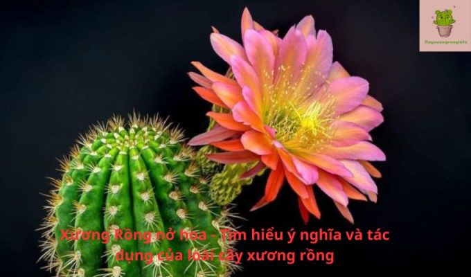 Xương Rồng nở hoa – Tìm hiểu ý nghĩa và tác dụng của loài cây xương rồng